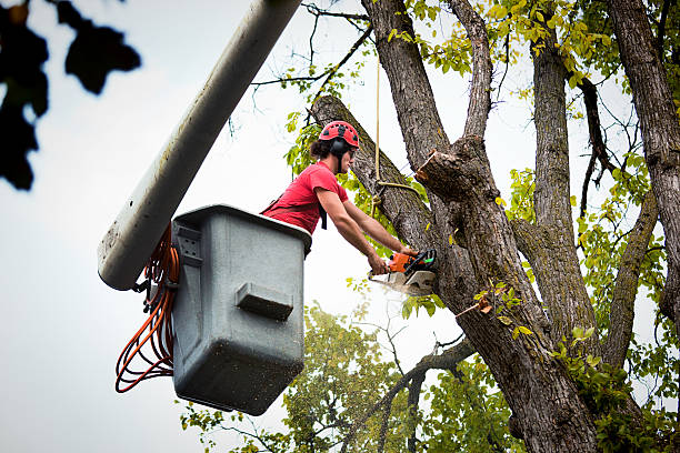 Leupp, AZ Tree Removal and Landscaping Services Company